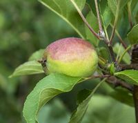 Pillemark æble 20-06-2018